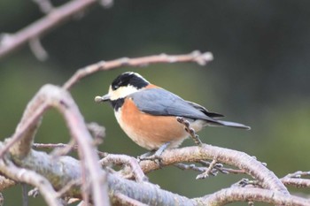 Varied Tit Akashi Park Sun, 2/9/2020