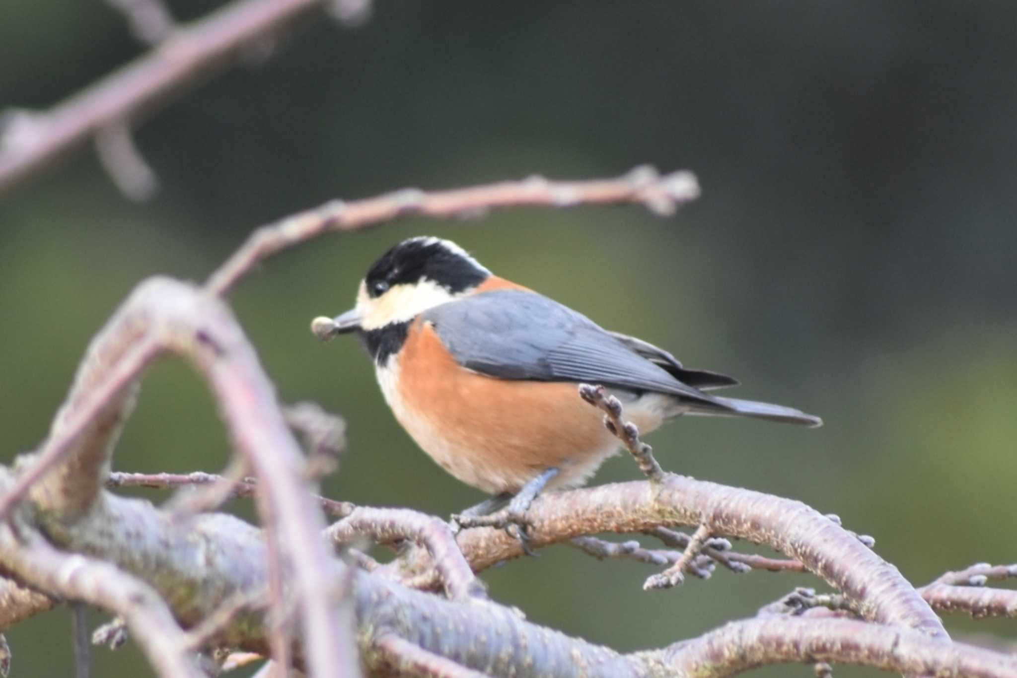 Varied Tit