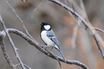 Japanese Tit Akashi Park Sun, 2/9/2020