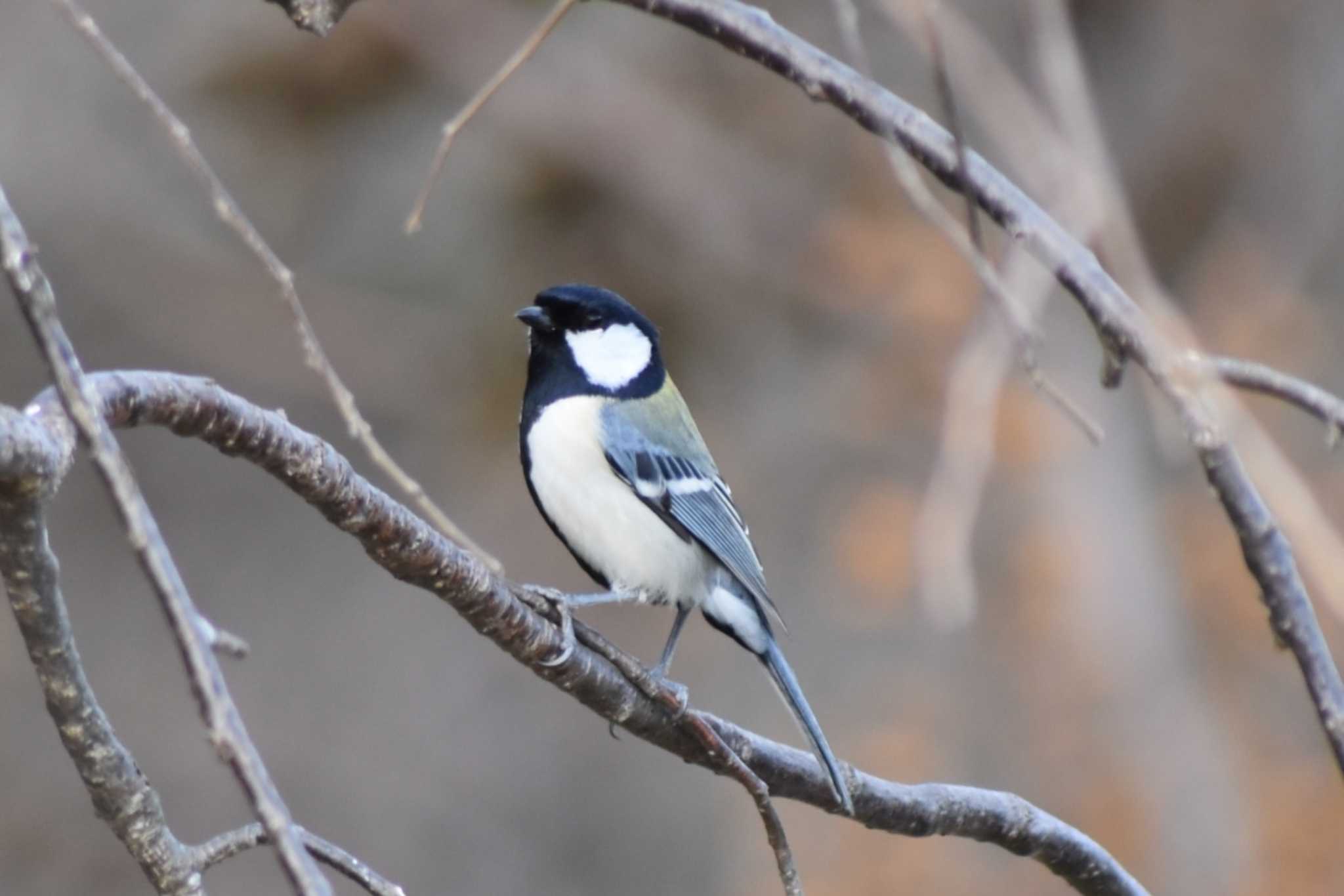 Japanese Tit