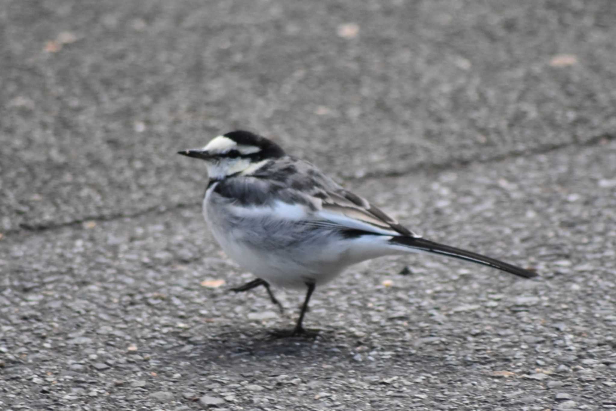 White Wagtail