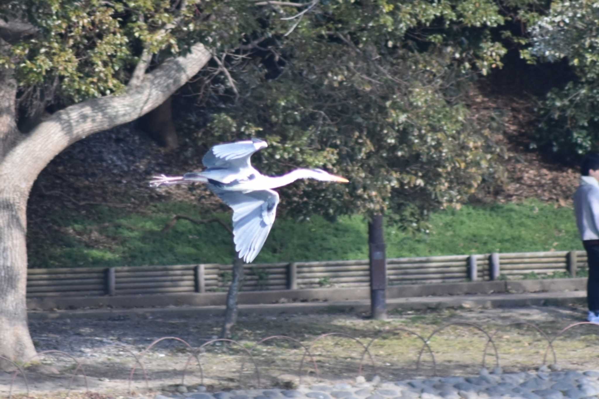 Grey Heron