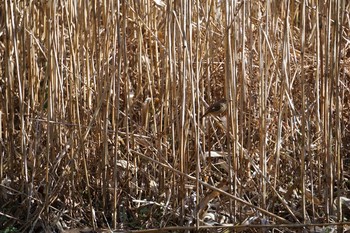 Sun, 2/9/2020 Birding report at 四季の森公園(横浜市緑区)