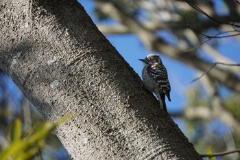 Japanese Pygmy Woodpecker 四季の森公園(横浜市緑区) Sun, 2/9/2020