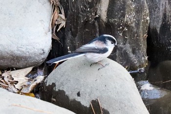 Long-tailed Tit 明治神宮北池 Sun, 2/9/2020