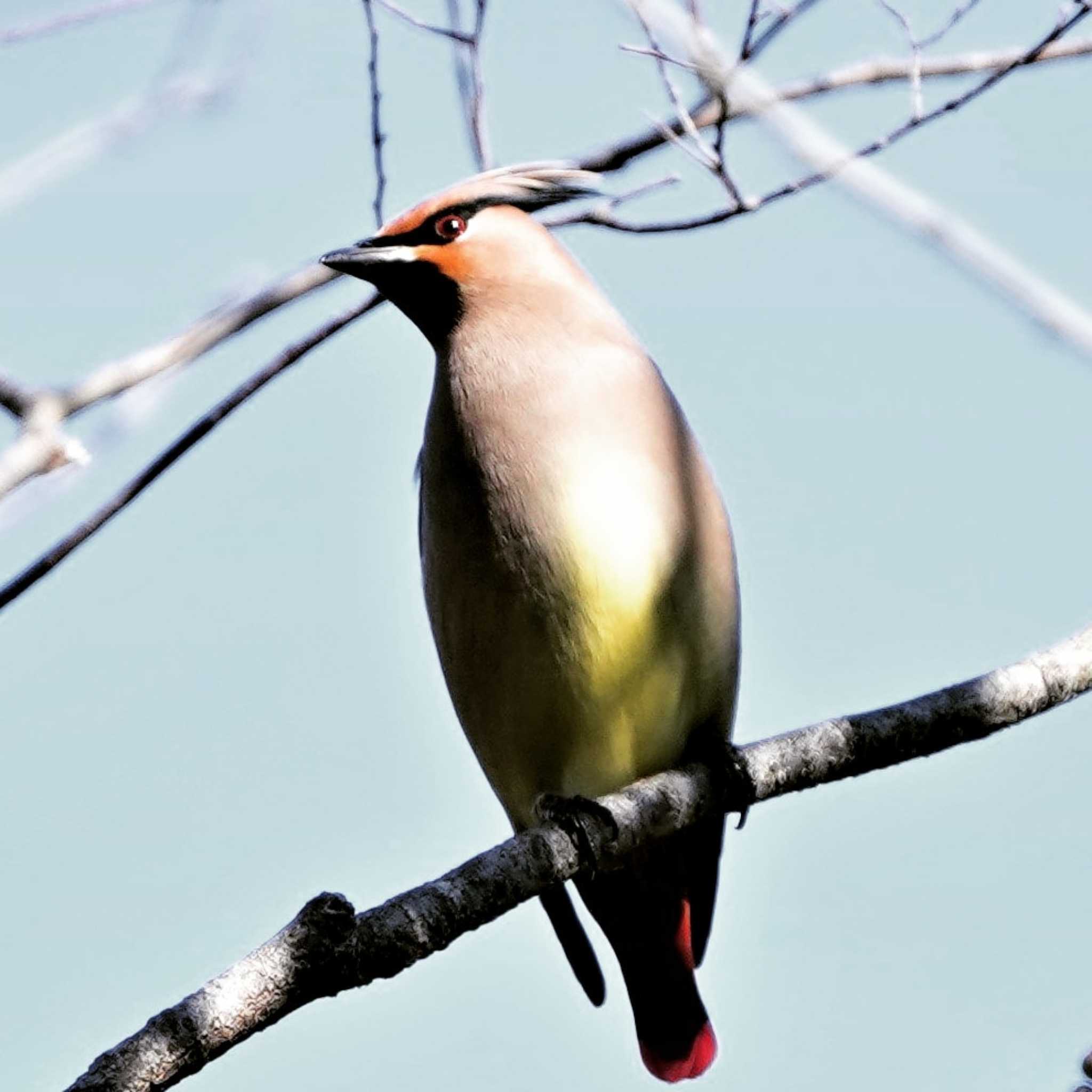 Photo of Japanese Waxwing at Ooaso Wild Bird Forest Park by merumumu