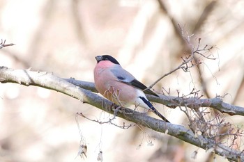 Eurasian Bullfinch(rosacea) Showa Kinen Park Sun, 2/9/2020