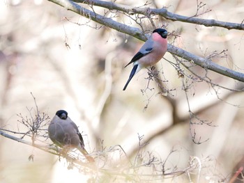 Eurasian Bullfinch(rosacea) Showa Kinen Park Sun, 2/9/2020