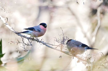 Eurasian Bullfinch(rosacea) Showa Kinen Park Sun, 2/9/2020