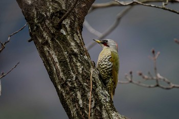 Japanese Green Woodpecker 山口県下関市 Sat, 2/8/2020