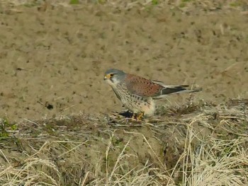 Common Kestrel 秋ヶ瀬公園付近 Sun, 2/9/2020