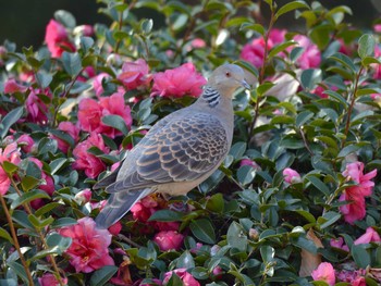 キジバト 聚楽園公園 2020年2月8日(土)