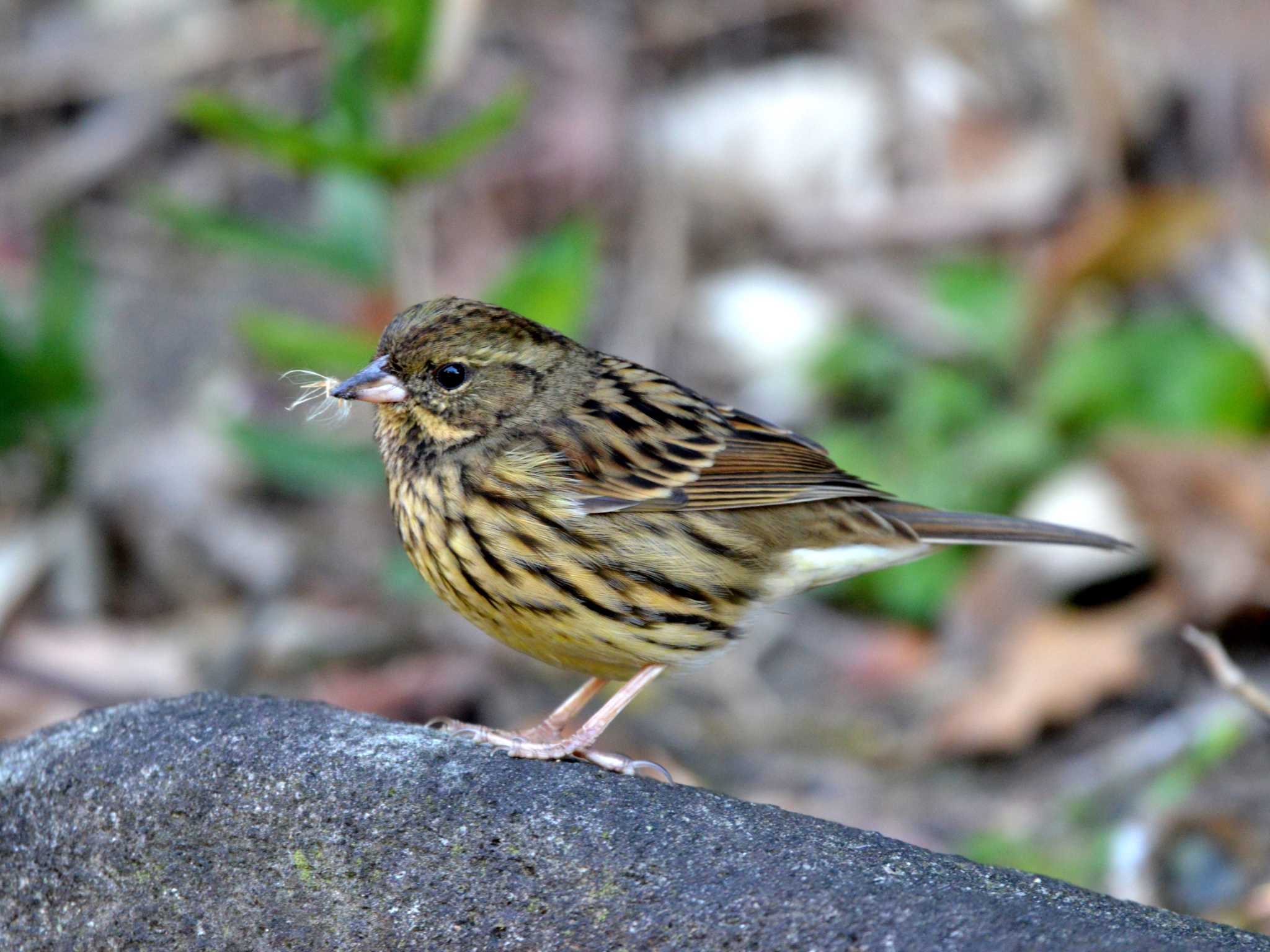 Photo of Masked Bunting at 聚楽園公園 by ポッちゃんのパパ