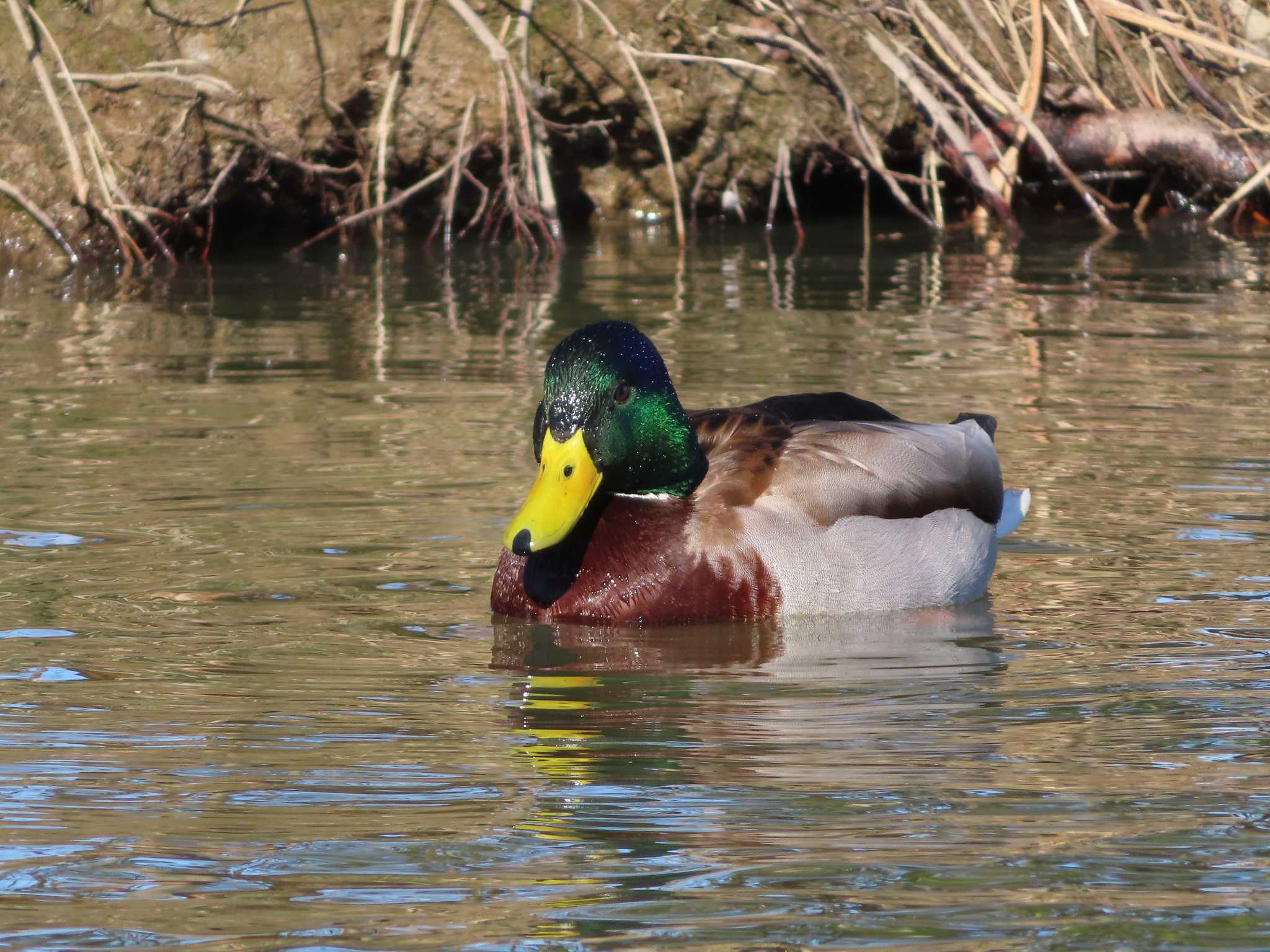 Photo of Mallard at まつぶし緑の丘公園 by kou