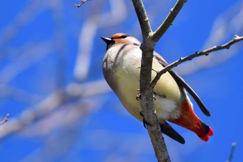 Japanese Waxwing Yamanakako Lake Sun, 2/9/2020