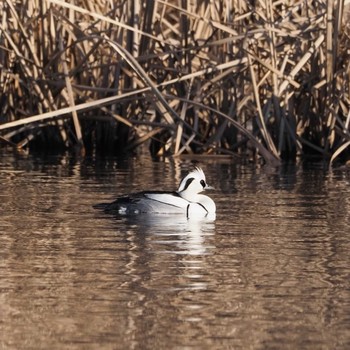 Smew Shin-yokohama Park Unknown Date