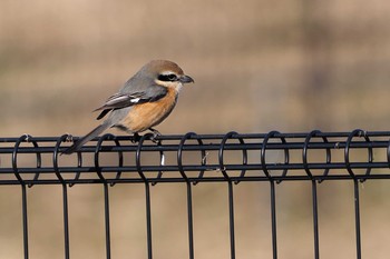 Bull-headed Shrike Shin-yokohama Park Unknown Date