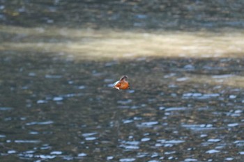 2020年2月6日(木) 三ツ池公園(横浜市鶴見区)の野鳥観察記録