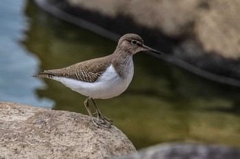 Common Sandpiper 天満大池 Fri, 1/24/2020