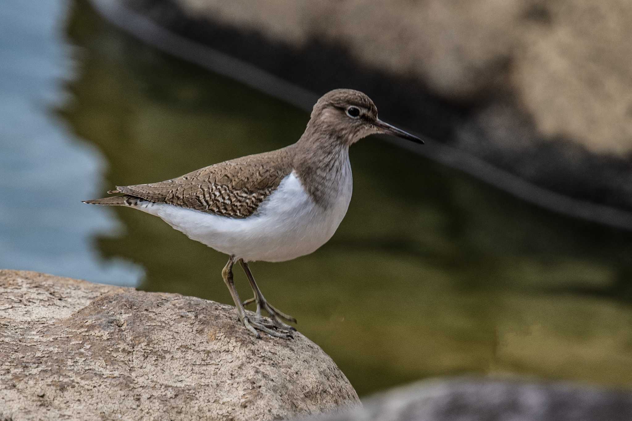 Photo of Common Sandpiper at 天満大池 by ときのたまお