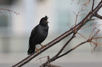 Crested Myna 淀川河川公園 Sun, 2/9/2020