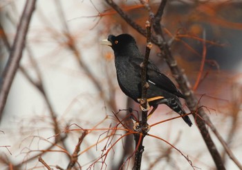 Crested Myna 淀川河川公園 Sun, 2/9/2020