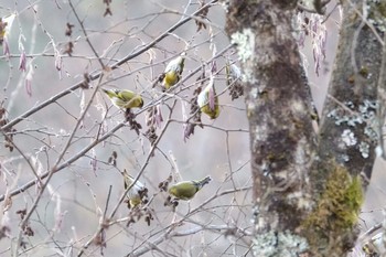 マヒワ 烏川渓谷緑地 2020年2月8日(土)