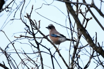 Eurasian Jay 烏川渓谷緑地 Sat, 2/8/2020