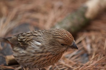 Pallas's Rosefinch 長野県（中信） Mon, 2/10/2020