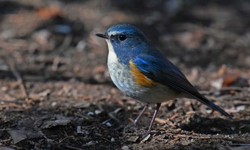 Red-flanked Bluetail 東京都多摩地域 Sun, 2/9/2020