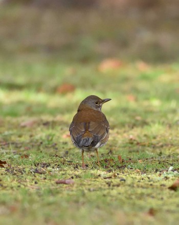 Fri, 2/7/2020 Birding report at 万博記念公園