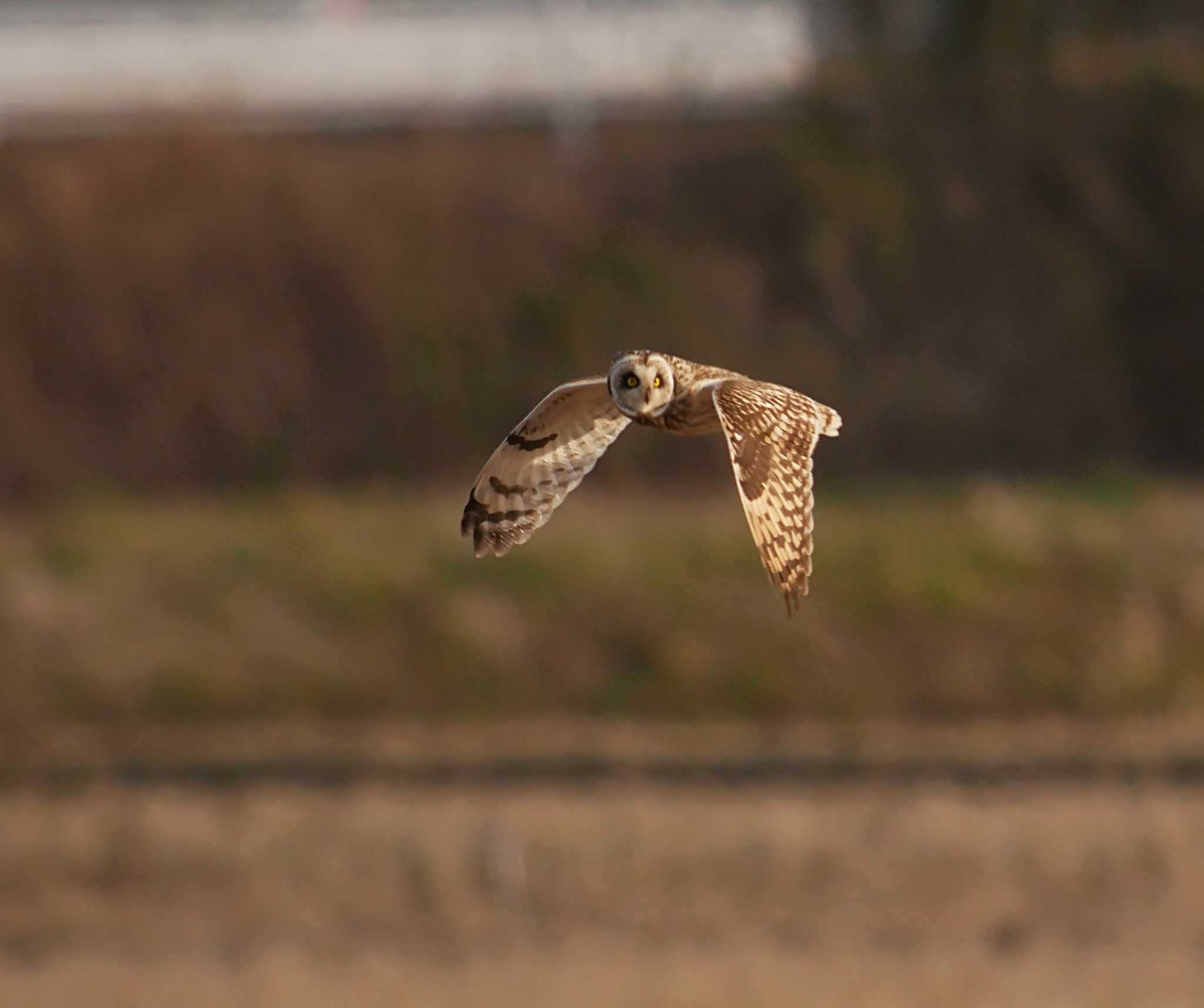 Photo of Short-eared Owl at 千葉県柏市 by のりさん