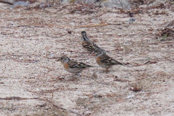 Brambling Kobe Forest Botanic Garden Mon, 2/10/2020