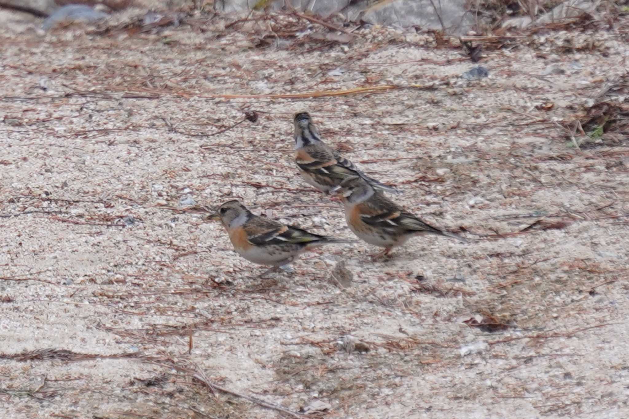 Photo of Brambling at Kobe Forest Botanic Garden by nearco