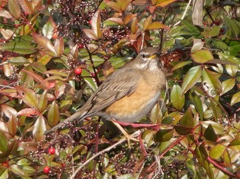 Eyebrowed Thrush 名古屋市 Mon, 2/10/2020