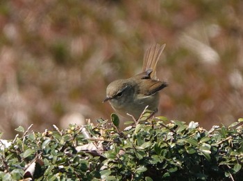 Japanese Bush Warbler 名古屋市 Mon, 2/10/2020