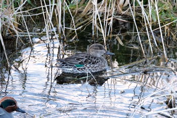 Eurasian Teal 安曇野 Sun, 2/9/2020