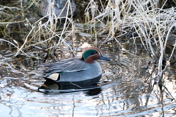 Eurasian Teal 安曇野 Sun, 2/9/2020