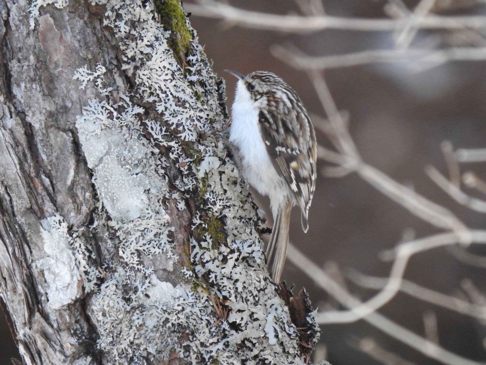 Photo of Eurasian Treecreeper at Senjogahara Marshland by da