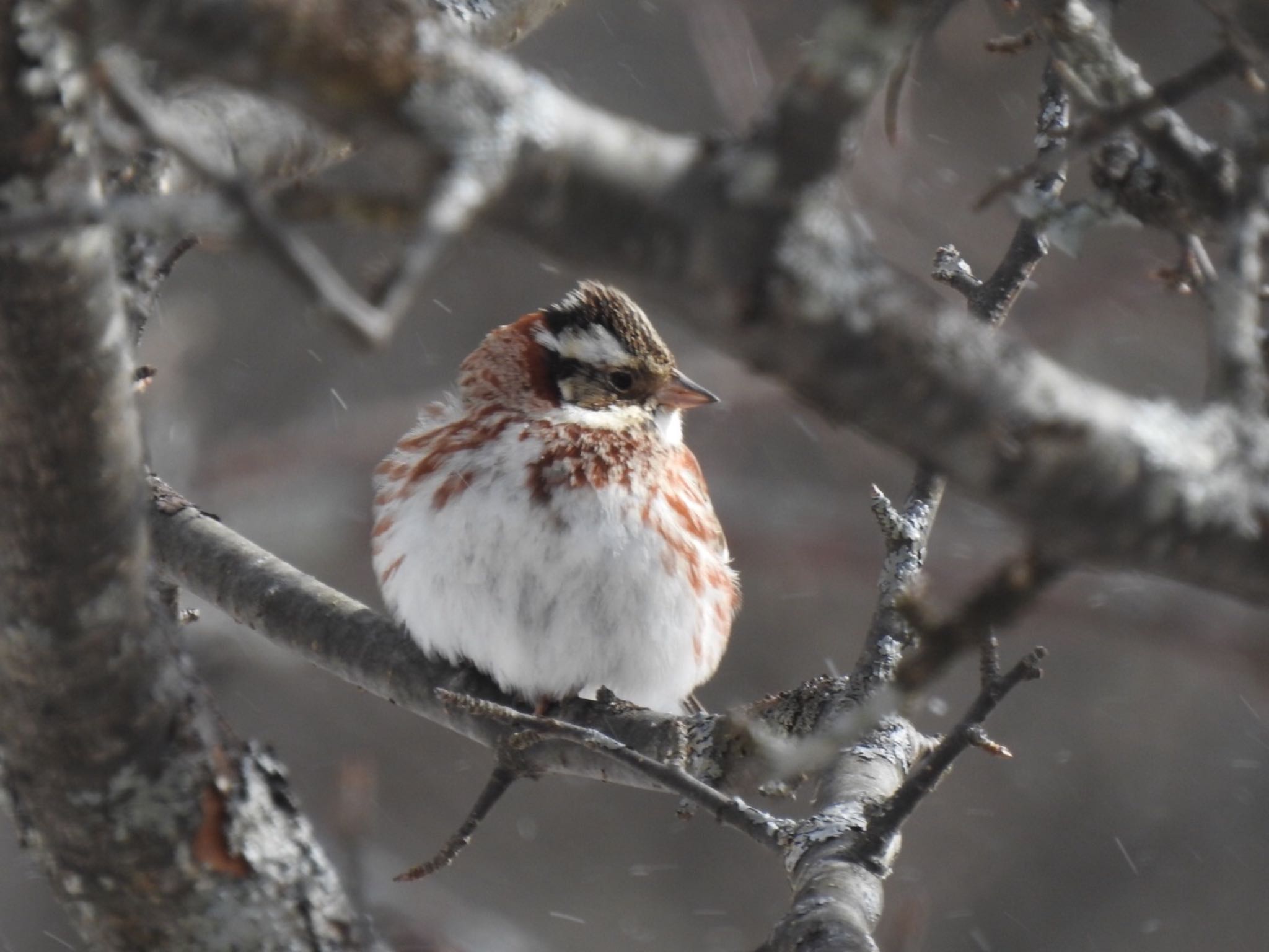 Rustic Bunting