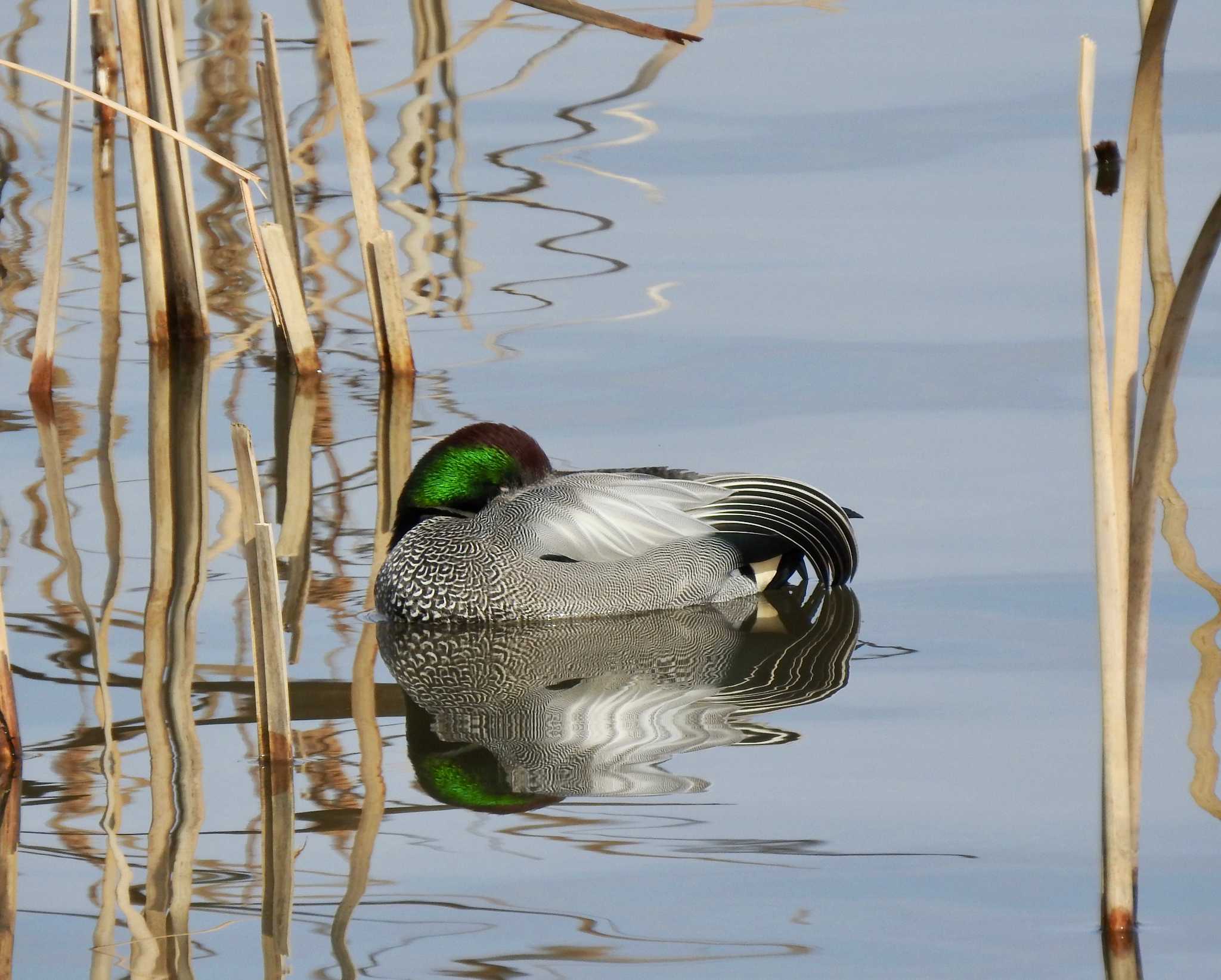 Falcated Duck