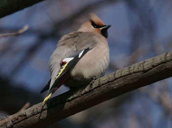 2020年2月10日(月) 多摩東部の野鳥観察記録