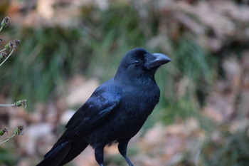Large-billed Crow Shinjuku Gyoen National Garden Unknown Date