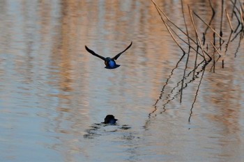 カワセミ 埼玉県川口市 2020年2月10日(月)