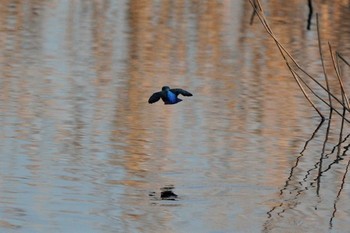 カワセミ 埼玉県川口市 2020年2月10日(月)