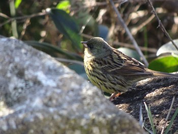 2020年2月9日(日) 葛西臨海公園の野鳥観察記録