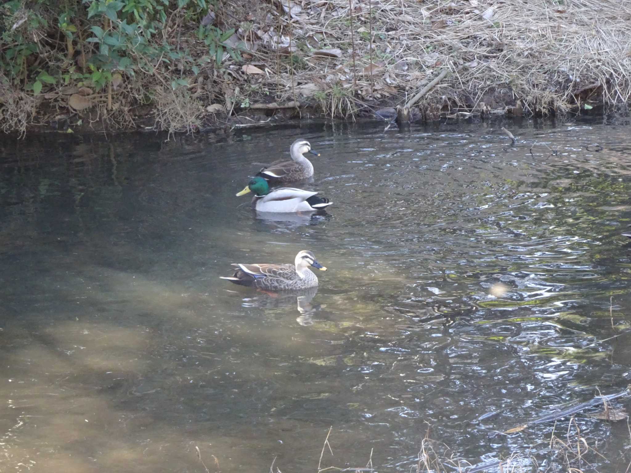 葛西臨海公園 マガモの写真 by Kozakuraband