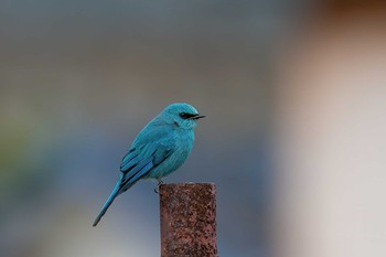 ロクショウヒタキ 長崎県 2020年1月13日(月)