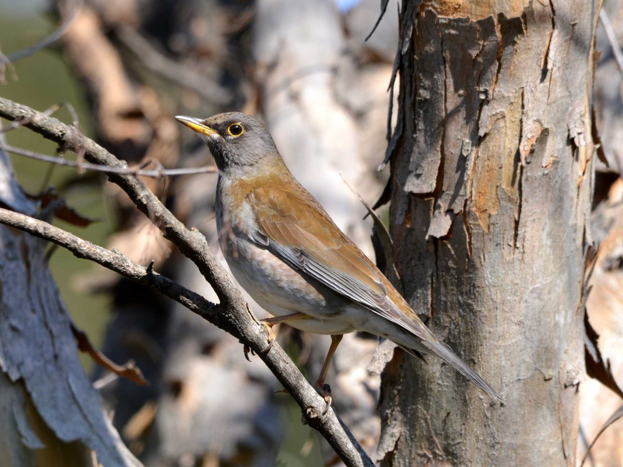 Photo of Pale Thrush at 聚楽園公園 by ポッちゃんのパパ