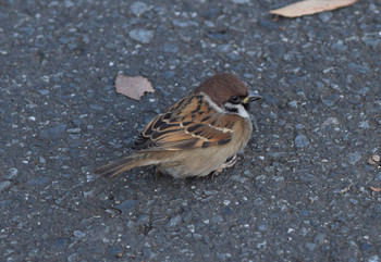 Eurasian Tree Sparrow Shinjuku Gyoen National Garden Unknown Date